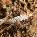 Nudibranch, photo taken in Philippines, Negros Oriental, Dauin, Pyramids