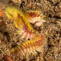 Darklined fireworm (Chloeia fusca), photo taken in Philippines, Negros Oriental, Dauin, Pyramids