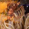 Shortfin Lionfish (Dendrochirus brachypterus), photo taken in Philippines, Negros Oriental, Dauin, Pyramids