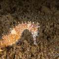 Thorny Seahorse (Hippocampus histrix), photo taken in Philippines, Negros Oriental, Dauin, Pyramids