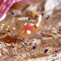 Peacock-tail Anemone Shrimp (Periclemes brevicarpalis), photo taken in Philippines, Negros Oriental, Dauin, Pyramids