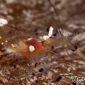 Peacock-tail Anemone Shrimp (Periclemes brevicarpalis), photo taken in Philippines, Negros Oriental, Dauin, Pyramids