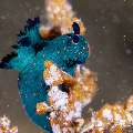 Nudibranch, photo taken in Philippines, Negros Oriental, Dauin, Pyramids