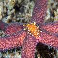 Sea star scale worm (Asterophilia carlae), photo taken in Philippines, Negros Oriental, Dauin, Pyramids