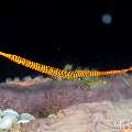 Yellowbanded Pipefish (Dunckerocampus pessuliferus), photo taken in Philippines, Negros Oriental, Dauin, Pyramids