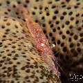 Sea star shrimp (Zenopontonia soror), photo taken in Philippines, Negros Oriental, Dauin, Pyramids