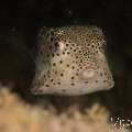 Shortnose Boxfish (Rhynchostracion nasus), photo taken in Philippines, Negros Oriental, Dauin, Pyramids