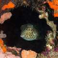 Shortnose Boxfish (Rhynchostracion Nasus)