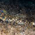 Fingered Dragonet (Dactylopus dactylopus), photo taken in Philippines, Negros Oriental, Dauin, Pyramids