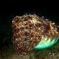 Broadclub cuttlefish (Sepia latimanus), photo taken in Philippines, Negros Oriental, Dauin, Pyramids