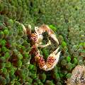 Spotted porcelain crab (Neopetrolisthes maculatus), photo taken in Philippines, Negros Oriental, Dauin, Pyramids