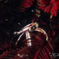 Crinoid Squatlobster (Allogalathea elegans), photo taken in Philippines, Negros Oriental, Dauin, Pyramids