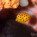 Juvenile, Yellow Boxfish (Ostracion cubicus), photo taken in Philippines, Negros Oriental, Dauin, Pyramids