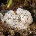 Painted Frogfish (Antennarius pictus), photo taken in Philippines, Negros Oriental, Dauin, Pyramids