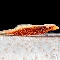 Sea star shrimp (Zenopontonia soror), photo taken in Philippines, Negros Oriental, Dauin, Marina Point