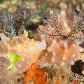 Nudibranch (Halgerda batangas), photo taken in Philippines, Negros Oriental, Dauin, Marina Point