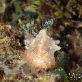 Nudibranch (Halgerda batangas), photo taken in Philippines, Negros Oriental, Dauin, Marina Point