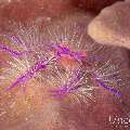 Hairy Squatlobster (Lauriea Siagiani), photo taken in Philippines, Negros Oriental, Dauin, Marina Point