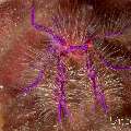 Hairy Squatlobster (Lauriea Siagiani), photo taken in Philippines, Negros Oriental, Dauin, Marina Point