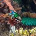 Peacock Mantis Shrimp (Odontodactylus scyllarus), photo taken in Philippines, Negros Oriental, Dauin, Marina Point