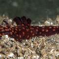 Nudibranch, photo taken in Philippines, Negros Oriental, Dauin, Marina Point