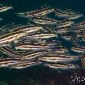 Striped Catfish (Plotosus lineatus), photo taken in Philippines, Negros Oriental, Dauin, Marina Point