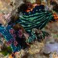 Nudibranch, photo taken in Philippines, Negros Oriental, Dauin, Marina Point