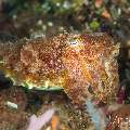 Broadclub cuttlefish (Sepia latimanus), photo taken in Philippines, Negros Oriental, Dauin, Marina Point