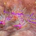 Hairy Squatlobster (Lauriea Siagiani), photo taken in Philippines, Negros Oriental, Dauin, Marina Point