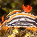 Nudibranch, photo taken in Philippines, Negros Oriental, Dauin, Marina Point