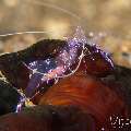 Sarasvati anemone shrimp (Ancylomenes sarasvati), photo taken in Philippines, Negros Oriental, Dauin, Marina Point