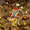 Nudibranch, photo taken in Philippines, Negros Oriental, Dauin, Marina Point