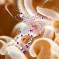 Sarasvati anemone shrimp (Ancylomenes sarasvati), photo taken in Philippines, Negros Oriental, Dauin, Marina Point