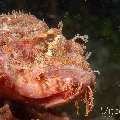 Tassled Scorpionfish (Scorpaenopsis oxycephala), photo taken in Philippines, Negros Oriental, Dauin, Marina Point