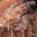 Tassled Scorpionfish (Scorpaenopsis oxycephala), photo taken in Philippines, Negros Oriental, Dauin, Marina Point