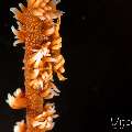 Anker's Whip Coral Shrimp (Pontonides ankeri), photo taken in Philippines, Negros Oriental, Dauin, Marina Point