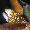 Snowflake Moray (Echidna Nebulosa)