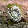 Nudibranch, photo taken in Philippines, Negros Oriental, Dauin, Marina Point