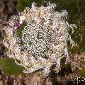 Nudibranch, photo taken in Philippines, Negros Oriental, Dauin, Marina Point