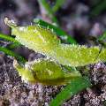 Nudibranch, photo taken in Philippines, Negros Oriental, Dauin, Marina Point