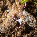 Nudibranch, photo taken in Philippines, Negros Oriental, Dauin, Marina Point