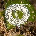 Nudibranch, photo taken in Philippines, Negros Oriental, Dauin, Marina Point