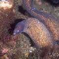 White eyed moray (Gymnothorax thyrsoideus), photo taken in Philippines, Negros Oriental, Dauin, Marina Point