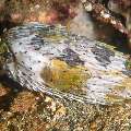 Porcupine Pufferfish (Diodon holocanthus), photo taken in Philippines, Negros Oriental, Dauin, Marina Point