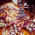 Coleman’s shrimp (Periclimenes colemani), photo taken in Philippines, Negros Oriental, Dauin, Marina Point