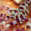 Coleman’s shrimp (Periclimenes colemani), photo taken in Philippines, Negros Oriental, Dauin, Marina Point