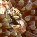 Spotted porcelain crab (Neopetrolisthes maculatus), photo taken in Philippines, Negros Oriental, Dauin, Marina Point