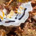 Nudibranch, photo taken in Philippines, Negros Oriental, Dauin, Marina Point