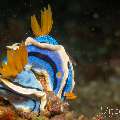 Nudibranch, photo taken in Philippines, Negros Oriental, Dauin, Marina Point