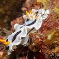 Nudibranch, photo taken in Philippines, Negros Oriental, Dauin, Marina Point